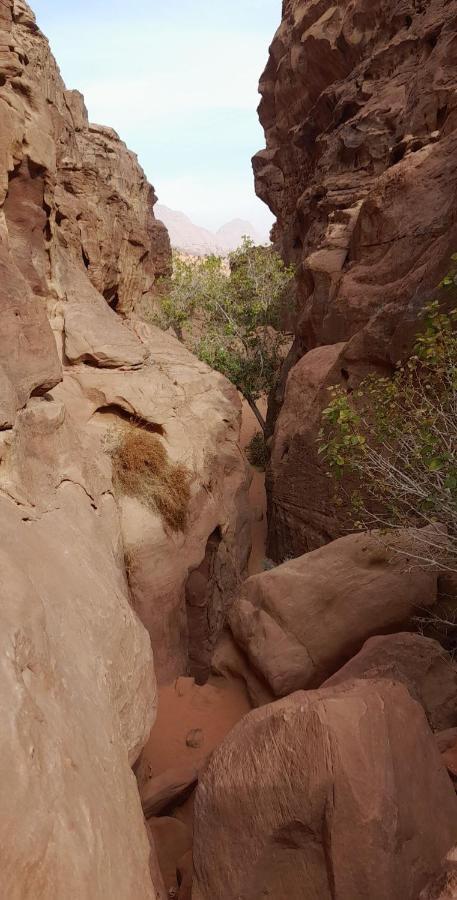 Wadi Rum Camels Camp Esterno foto